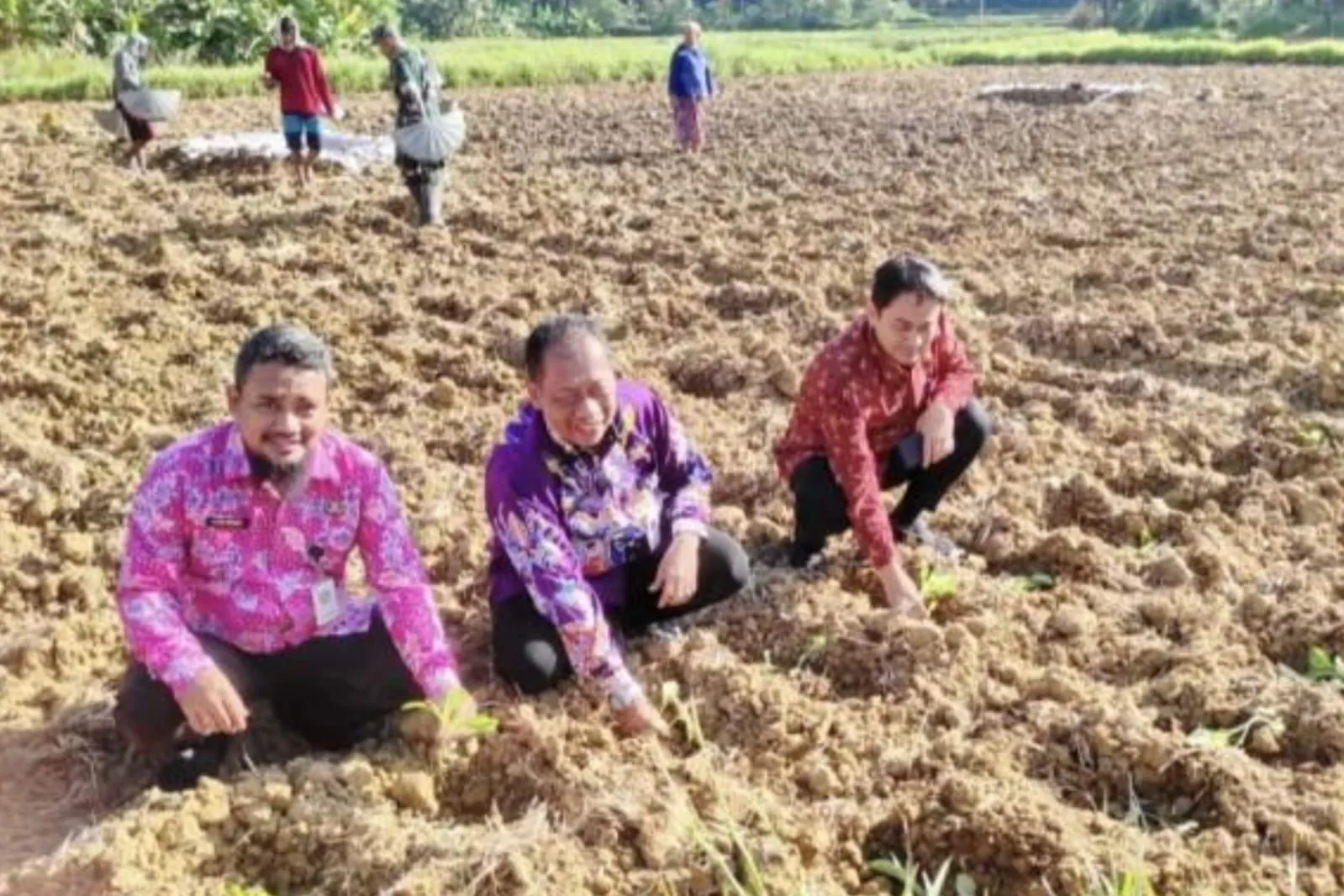 Pemkab Sumenep Salurkan Bibit Tembakau, Petani Sambut Antusias (Ilustrasi)