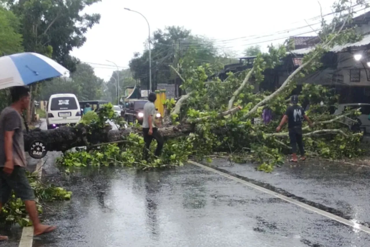 Hujan Deras dan Angin Kencang Tumbangkan Pohon di Parsanga Sumenep, Lalu Lintas Terganggu (Ilustrasi)