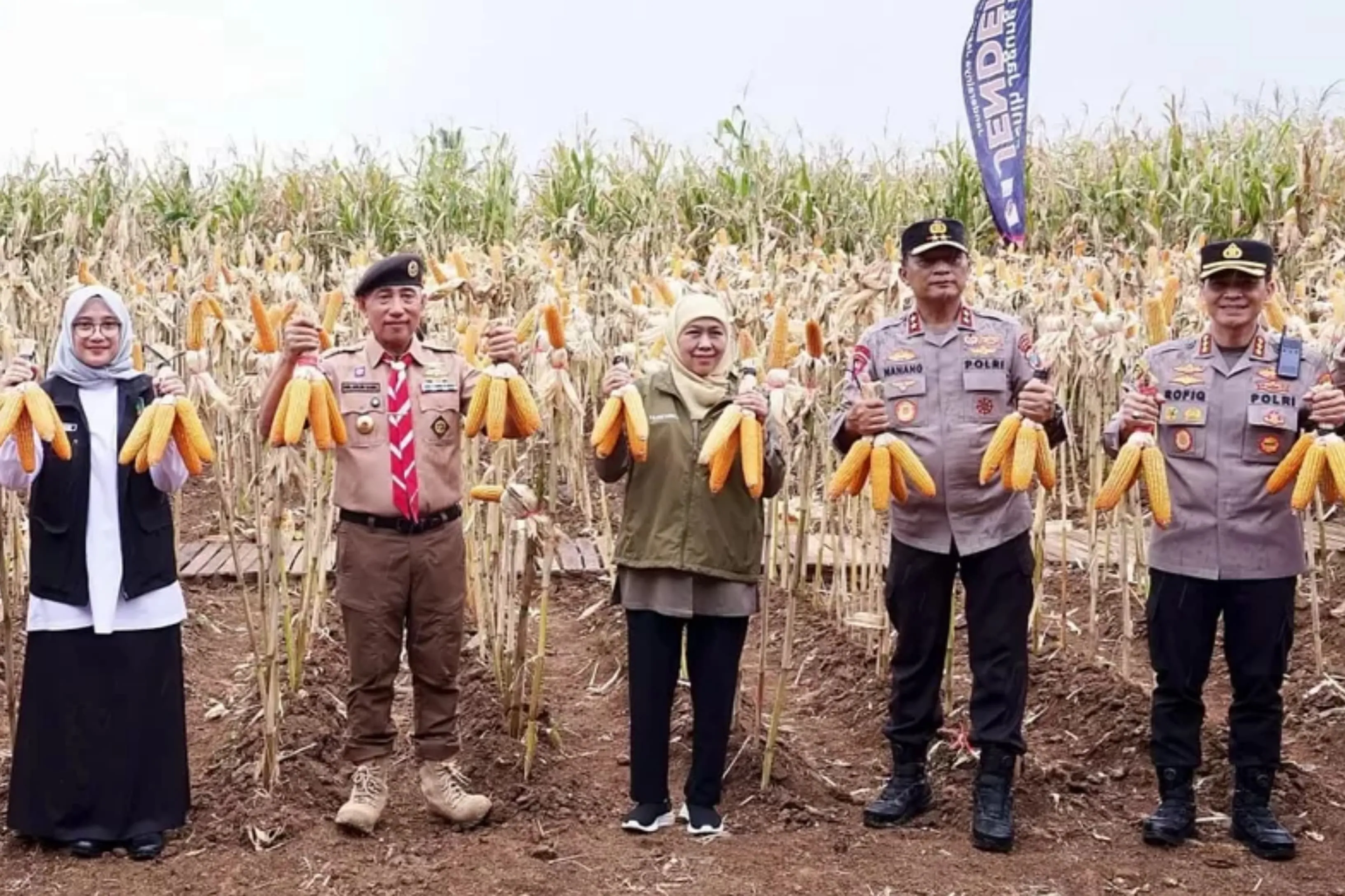 Polda Jatim Panen Raya Jagung Varietas Jenderal di Banyuwangi, Dukung Swasembada Pangan (Ilustrasi)