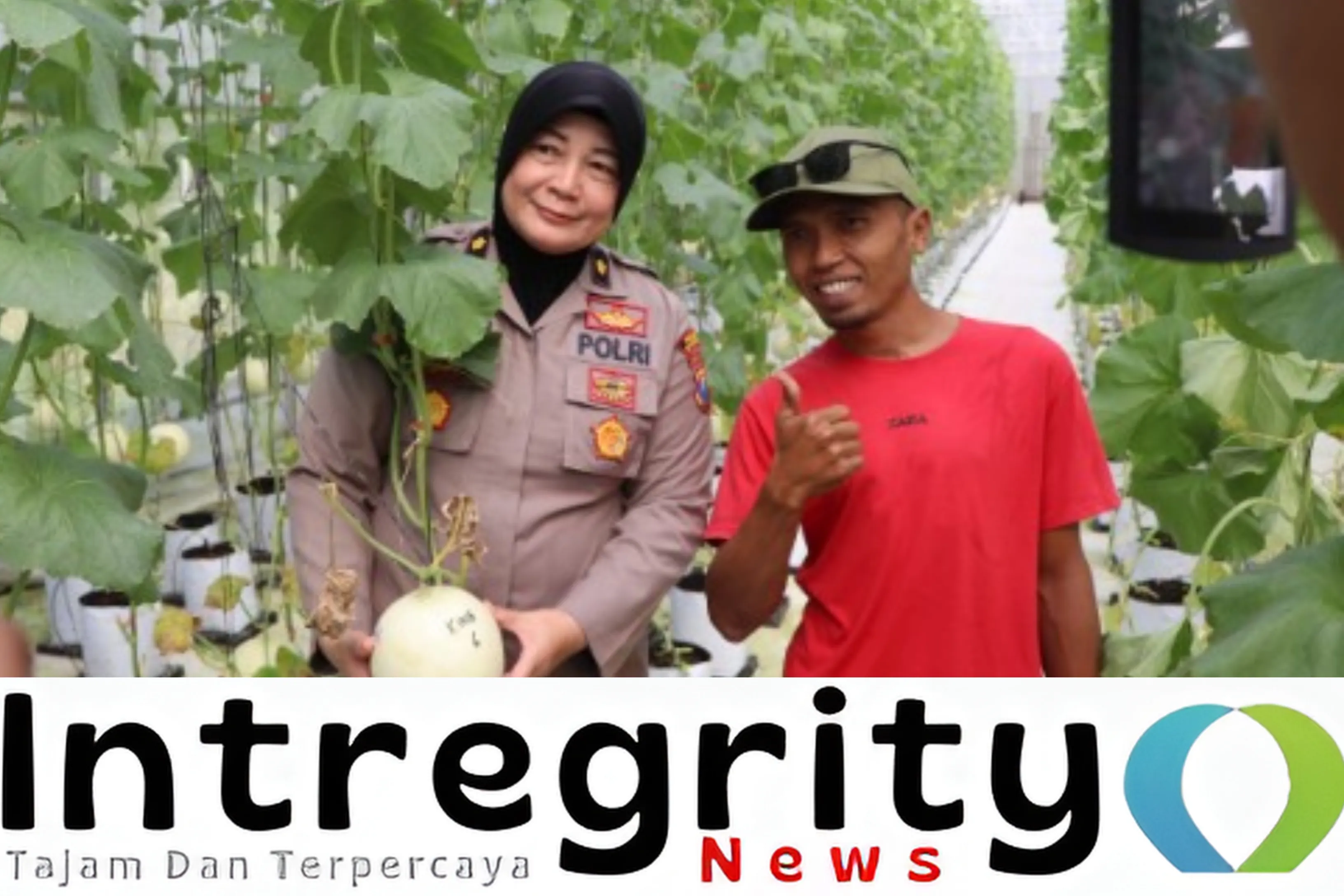 Polres Sumenep Dukung Ketahanan Pangan, Hadiri Panen Melon Metode Machida di Desa Kasengan (Ilustrasi)
